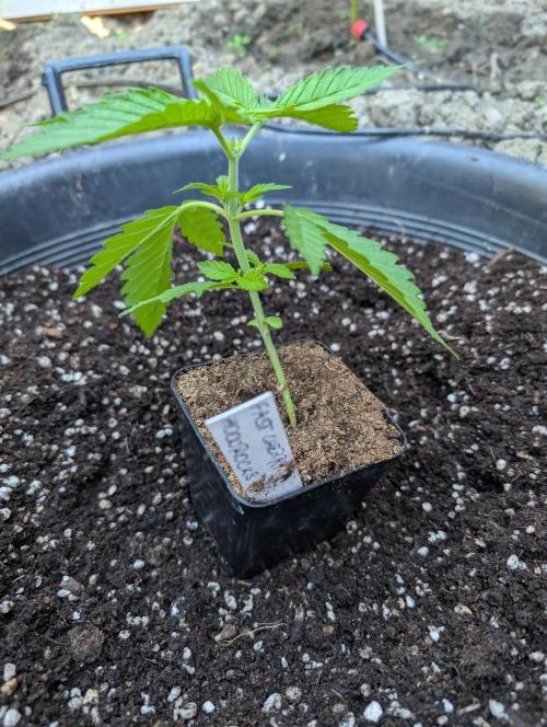 Outdoor 📸Cherry Moonrocks🍒. Week 4