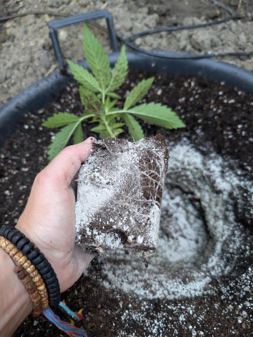 Outdoor 📸Cherry Moonrocks🍒. Week 4