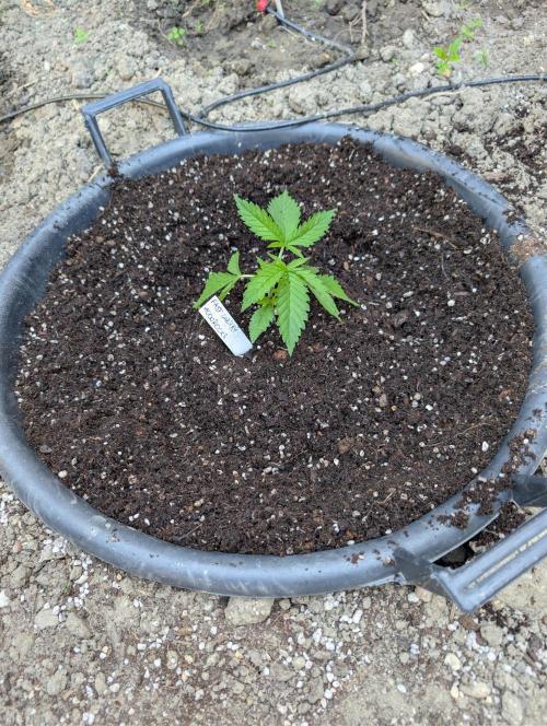 Outdoor 📸Cherry Moonrocks🍒. Week 4