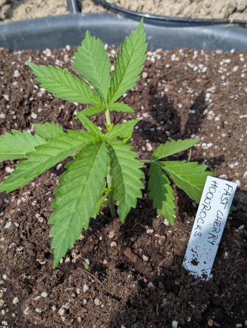 Outdoor 📸Cherry Moonrocks🍒. Week 4