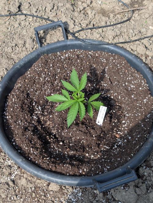 Outdoor 📸Cherry Moonrocks🍒. Week 4
