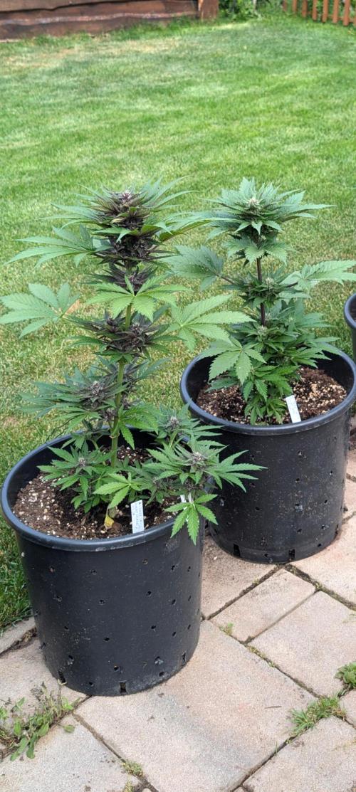 Outdoor 🚗🌞🌱🌱. Week 8