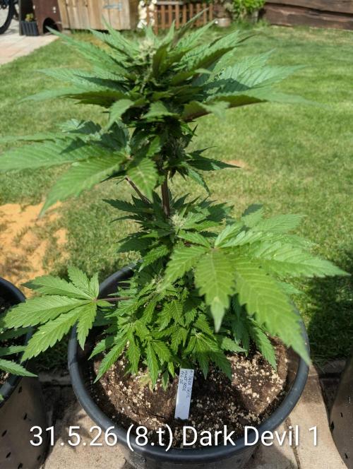 Outdoor 🚗🌞🌱🌱. Week 8