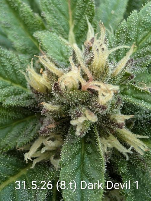 Outdoor 🚗🌞🌱🌱. Week 8