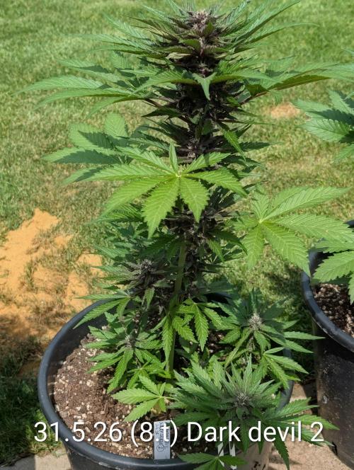 Outdoor 🚗🌞🌱🌱. Week 8