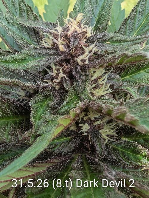 Outdoor 🚗🌞🌱🌱. Week 8