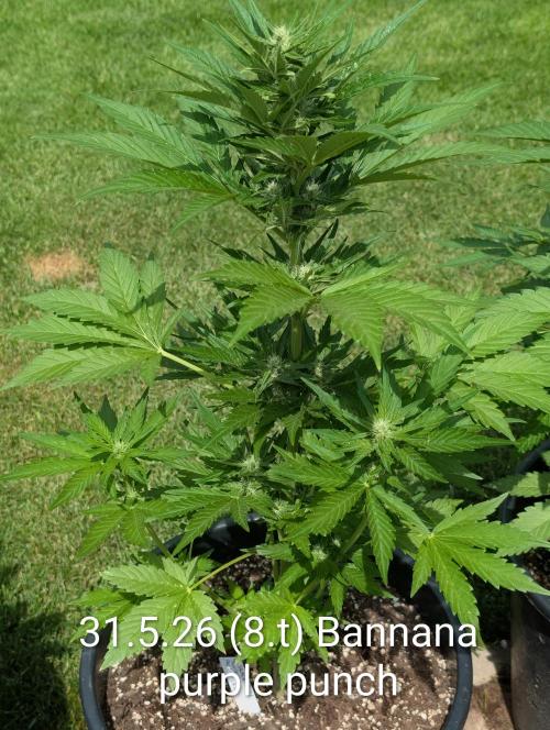 Outdoor 🚗🌞🌱🌱. Week 8