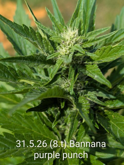 Outdoor 🚗🌞🌱🌱. Week 8