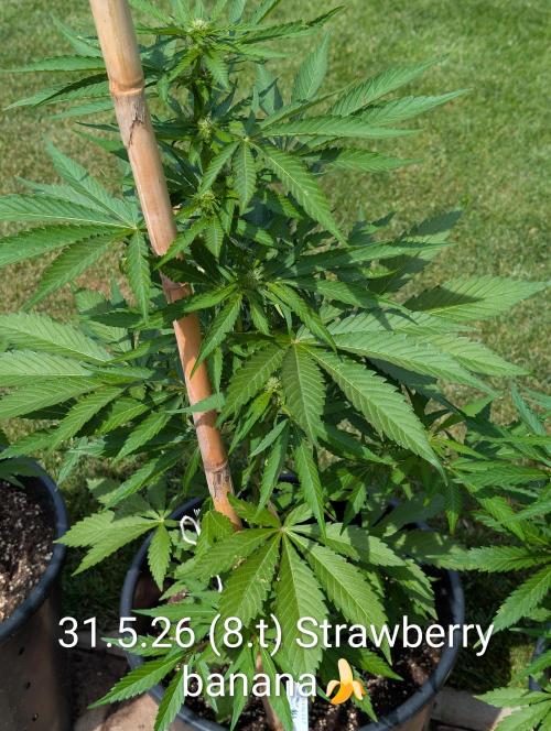 Outdoor 🚗🌞🌱🌱. Week 8