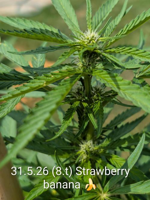 Outdoor 🚗🌞🌱🌱. Week 8