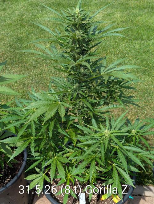 Outdoor 🚗🌞🌱🌱. Week 8