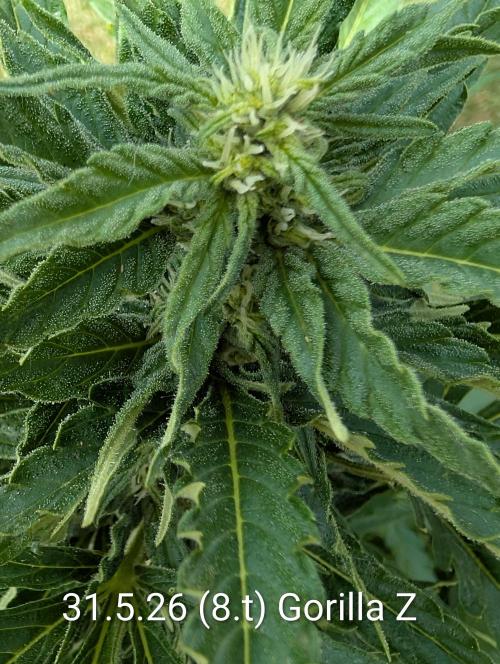 Outdoor 🚗🌞🌱🌱. Week 8