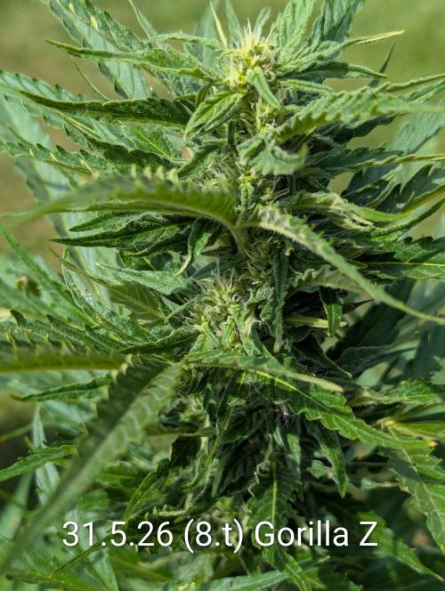 Outdoor 🚗🌞🌱🌱. Week 8