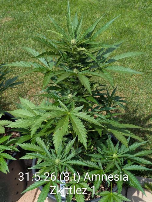 Outdoor 🚗🌞🌱🌱. Week 8