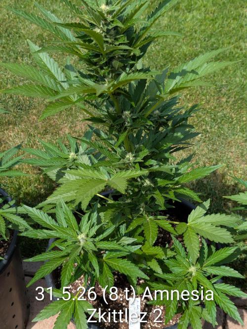Outdoor 🚗🌞🌱🌱. Week 8