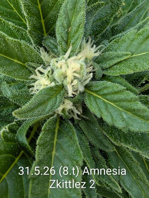 Outdoor 🚗🌞🌱🌱. Week 8