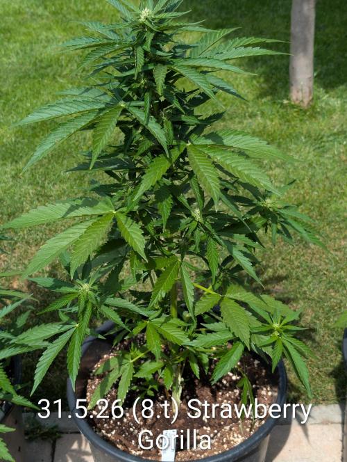 Outdoor 🚗🌞🌱🌱. Week 8