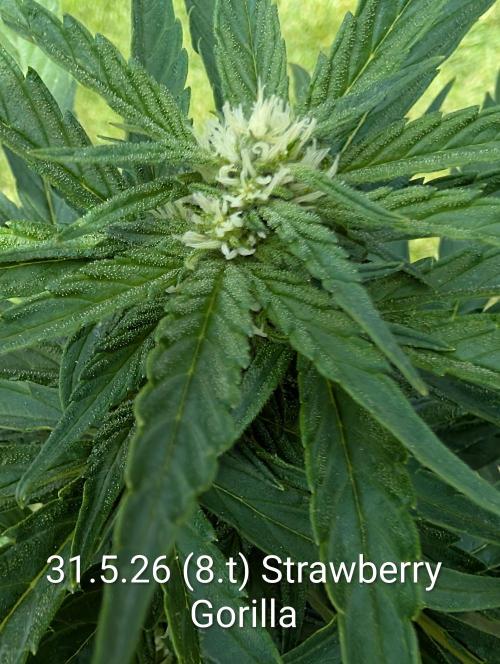 Outdoor 🚗🌞🌱🌱. Week 8