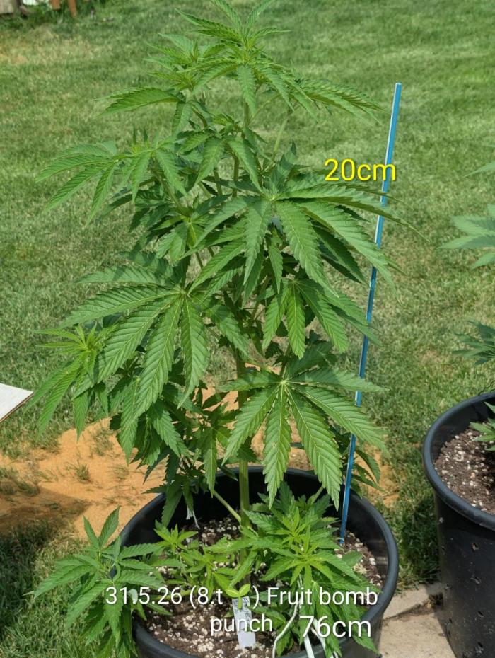 Outdoor  FRUIT 📸🌞🌱. Week 8