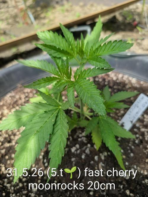 Fast Cherry Moonrocks. Week 5