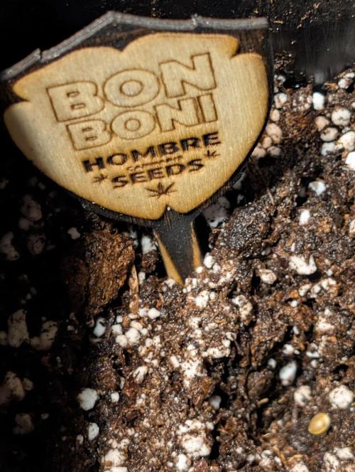 OUT🍬Bonboni HS🍬. Week 0
