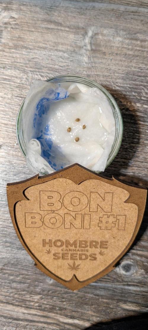 OUT🍬Bonboni HS🍬. Week 0