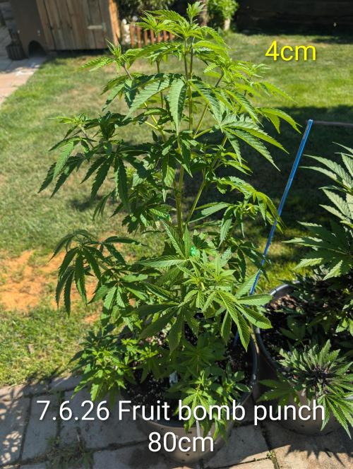 Outdoor  FRUIT 📸🌞🌱. Week 9