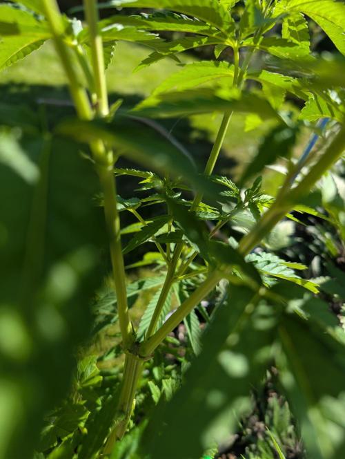 Outdoor  FRUIT 📸🌞🌱. Week 9