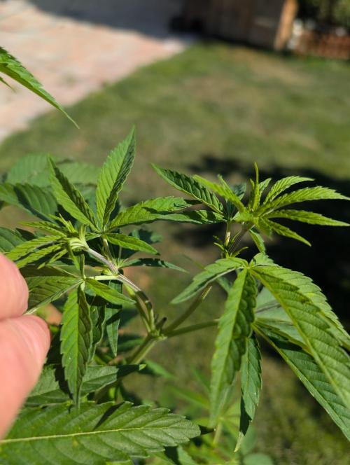 Fruit Bomb Punch. Week 9