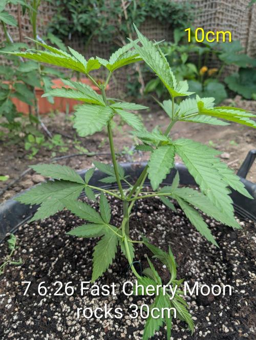 Outdoor 📸Cherry Moonrocks🍒. Week 6