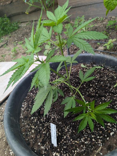 Outdoor 📸Cherry Moonrocks🍒. Week 6