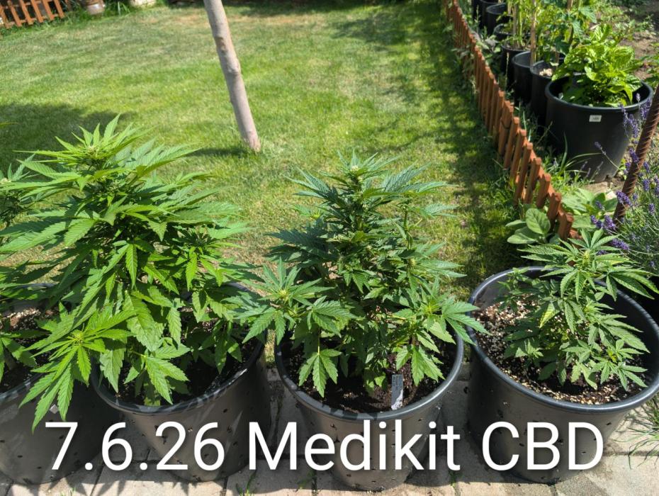 CBDečko Outdoor💚🌱. Week 6