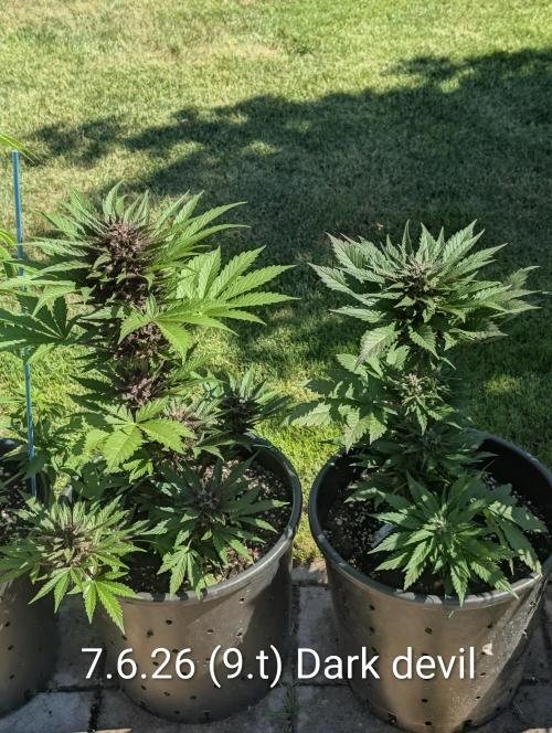 Outdoor 🚗🌞🌱🌱. Week 9