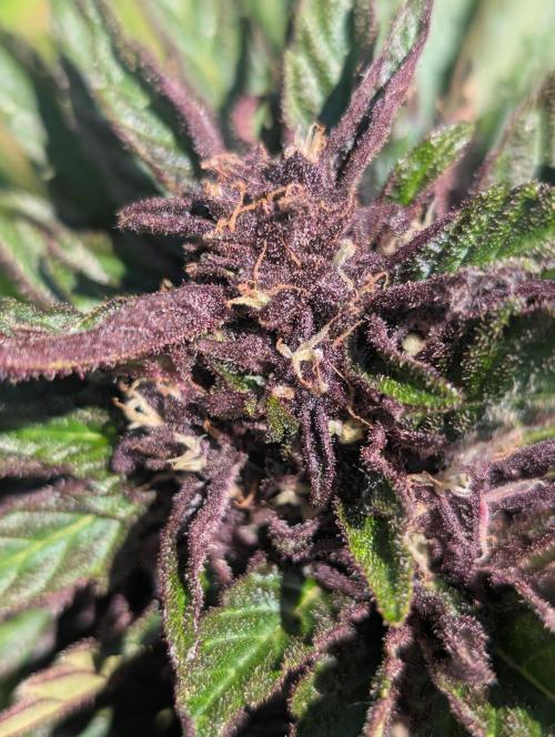 Outdoor 🚗🌞🌱🌱. Week 9