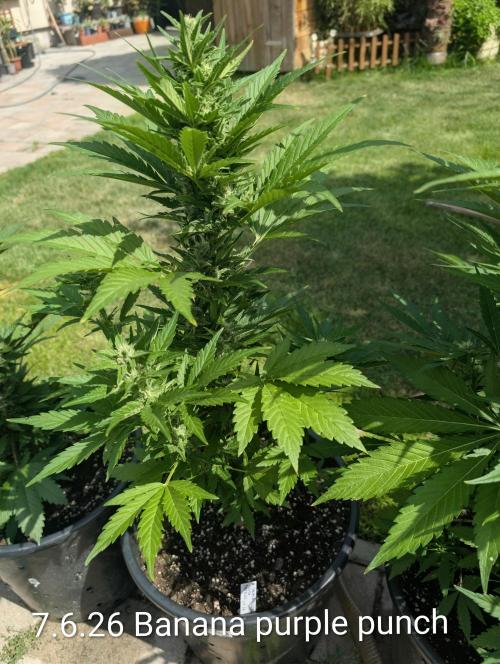 Outdoor 🚗🌞🌱🌱. Week 9