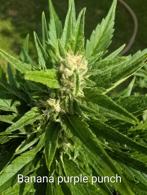 Outdoor 🚗🌞🌱🌱. Week 9