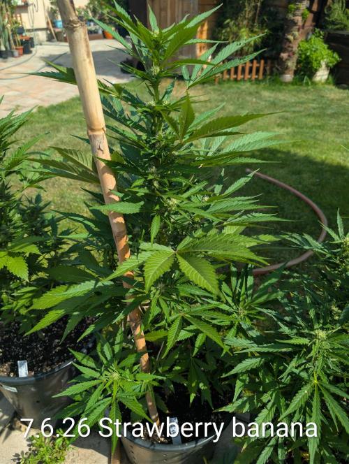 Outdoor 🚗🌞🌱🌱. Week 9
