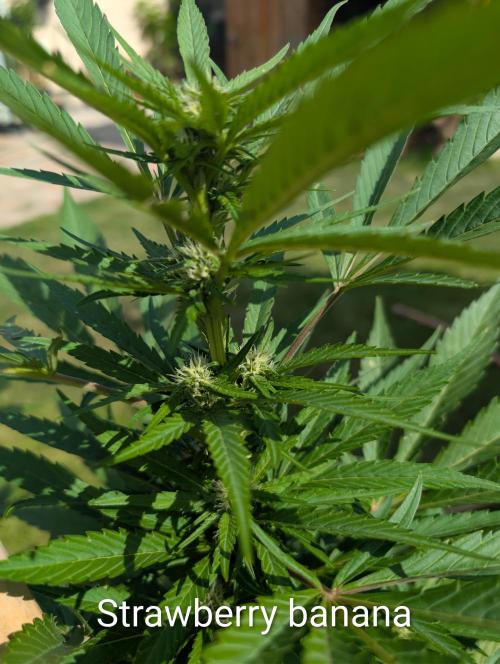 Outdoor 🚗🌞🌱🌱. Week 9