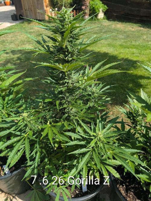 Outdoor 🚗🌞🌱🌱. Week 9
