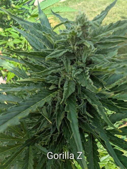 Outdoor 🚗🌞🌱🌱. Week 9
