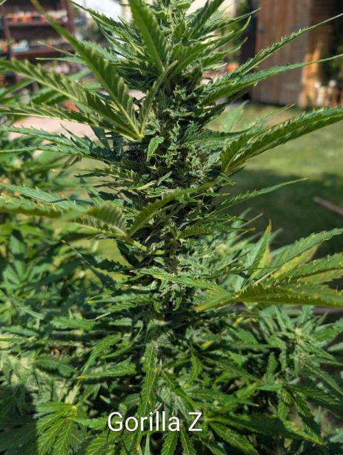 Outdoor 🚗🌞🌱🌱. Week 9
