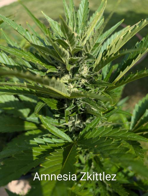 Outdoor 🚗🌞🌱🌱. Week 9