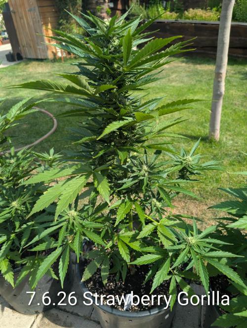 Outdoor 🚗🌞🌱🌱. Week 9