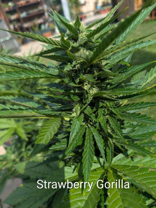 Outdoor 🚗🌞🌱🌱. Week 9
