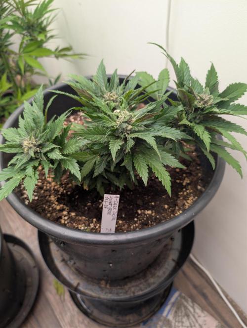 Outdoor 🚗🌞🌱🌱. Week 10