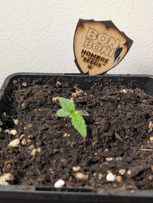 OUT🍬Bonboni HS🍬. Week 2