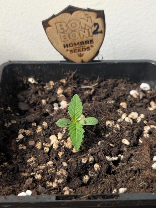 OUT🍬Bonboni HS🍬. Week 2
