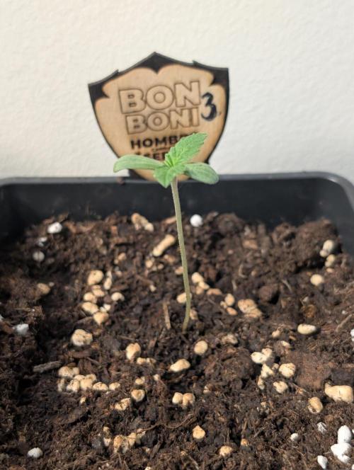 OUT🍬Bonboni HS🍬. Week 2