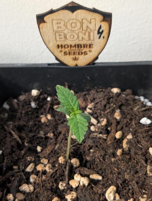 OUT🍬Bonboni HS🍬. Week 2