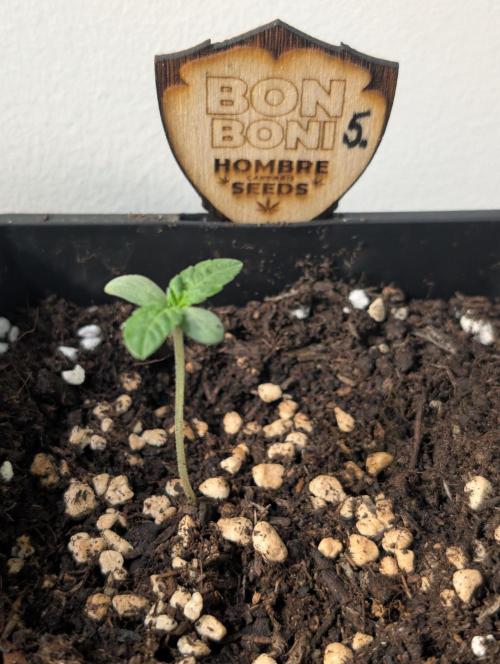 OUT🍬Bonboni HS🍬. Week 2
